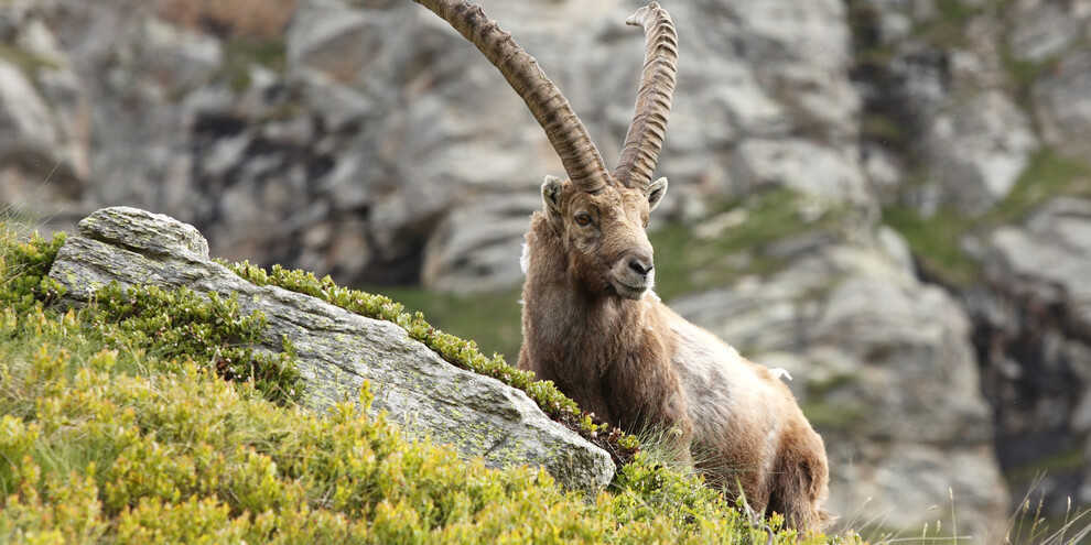 Animals of the Dolomites (and where to find them)