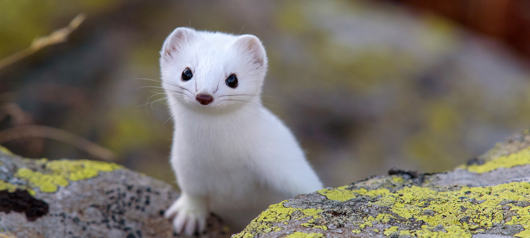 Animali delle Dolomiti: quale fauna puoi trovare in inverno
