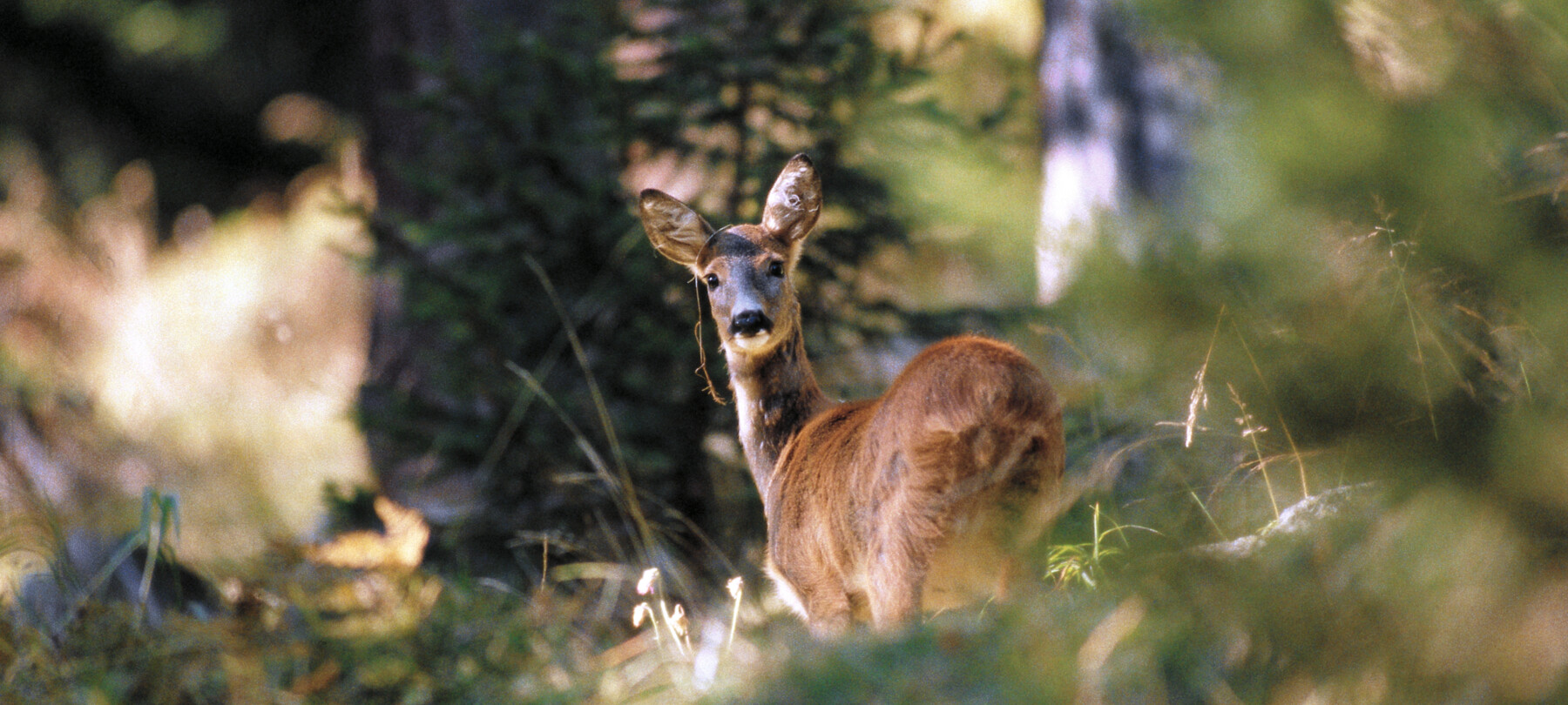 Che animali ci sono sulle Dolomiti?