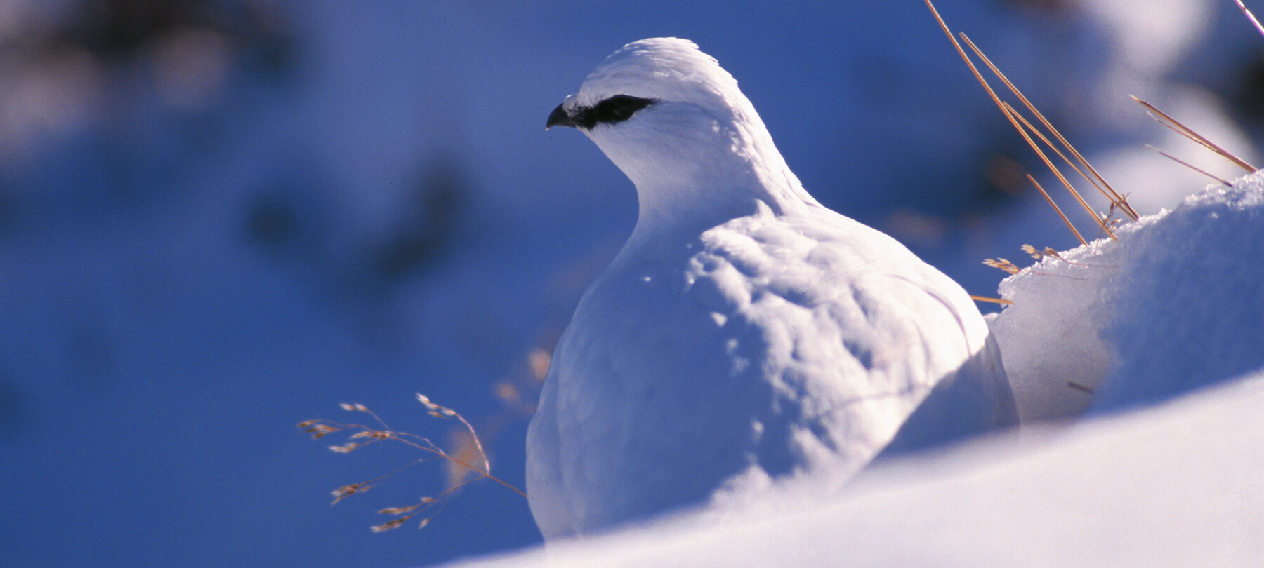 Animali delle Dolomiti: quale fauna puoi trovare in inverno