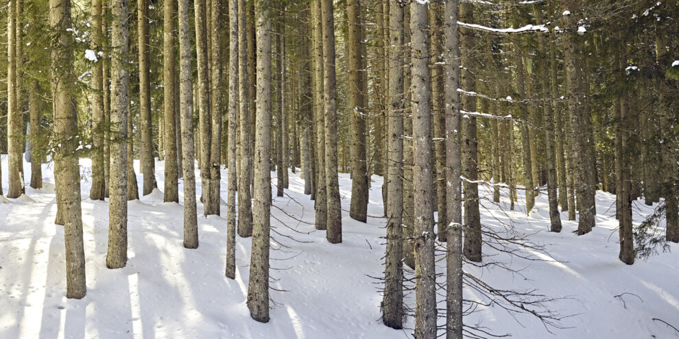 Die Geräusche des Waldes im Winter