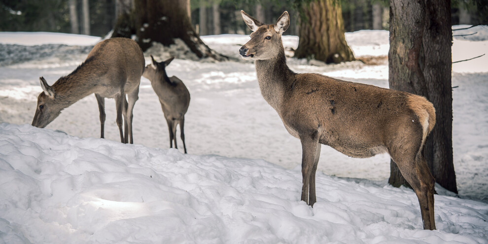 Che animali puoi incontrare in inverno sulle Dolomiti?