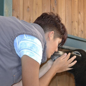 Die Welt der Esel entdecken