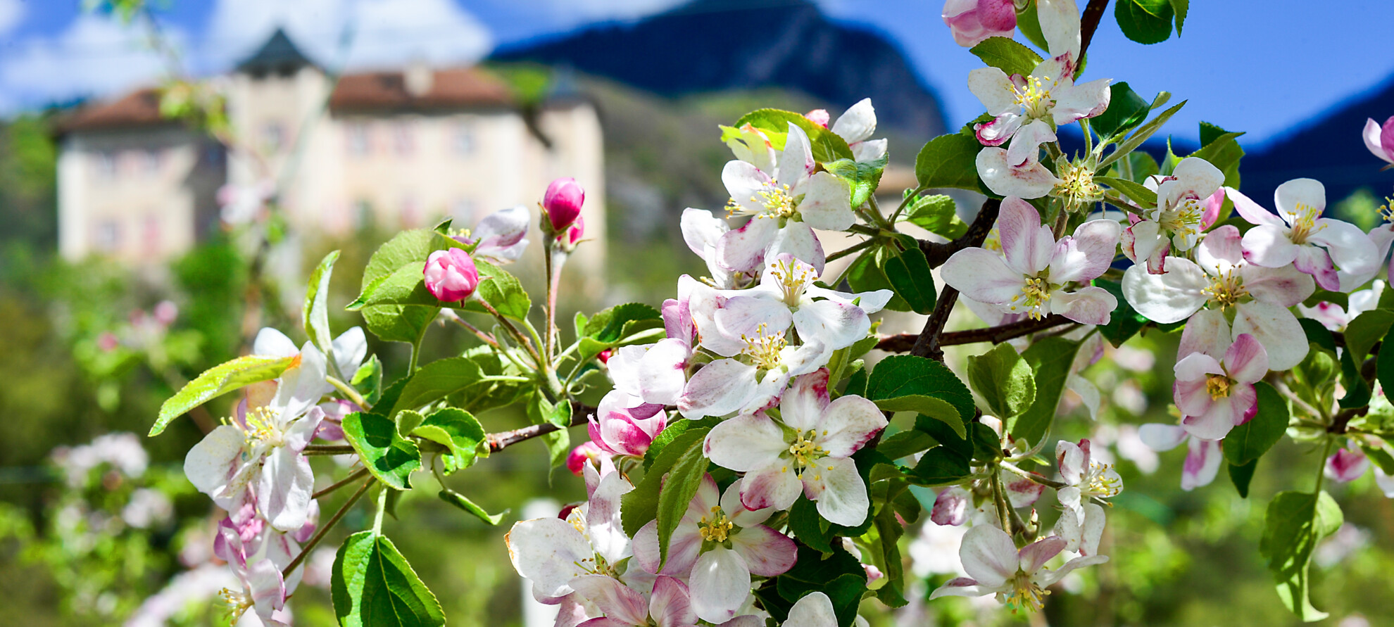 Цветущее великолепие