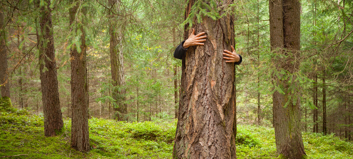 Abbracciare gli alberi