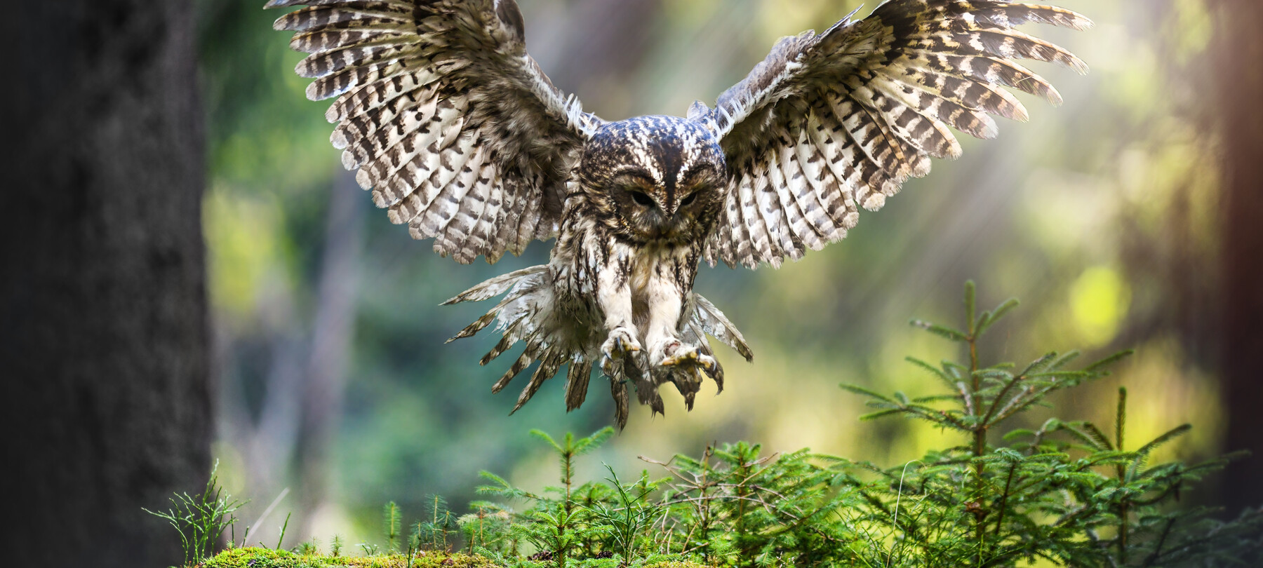 SuperPark 2024 im Naturpark Adamello Brenta