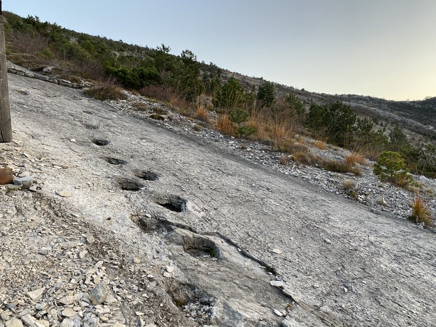 Orme dei dinosauri