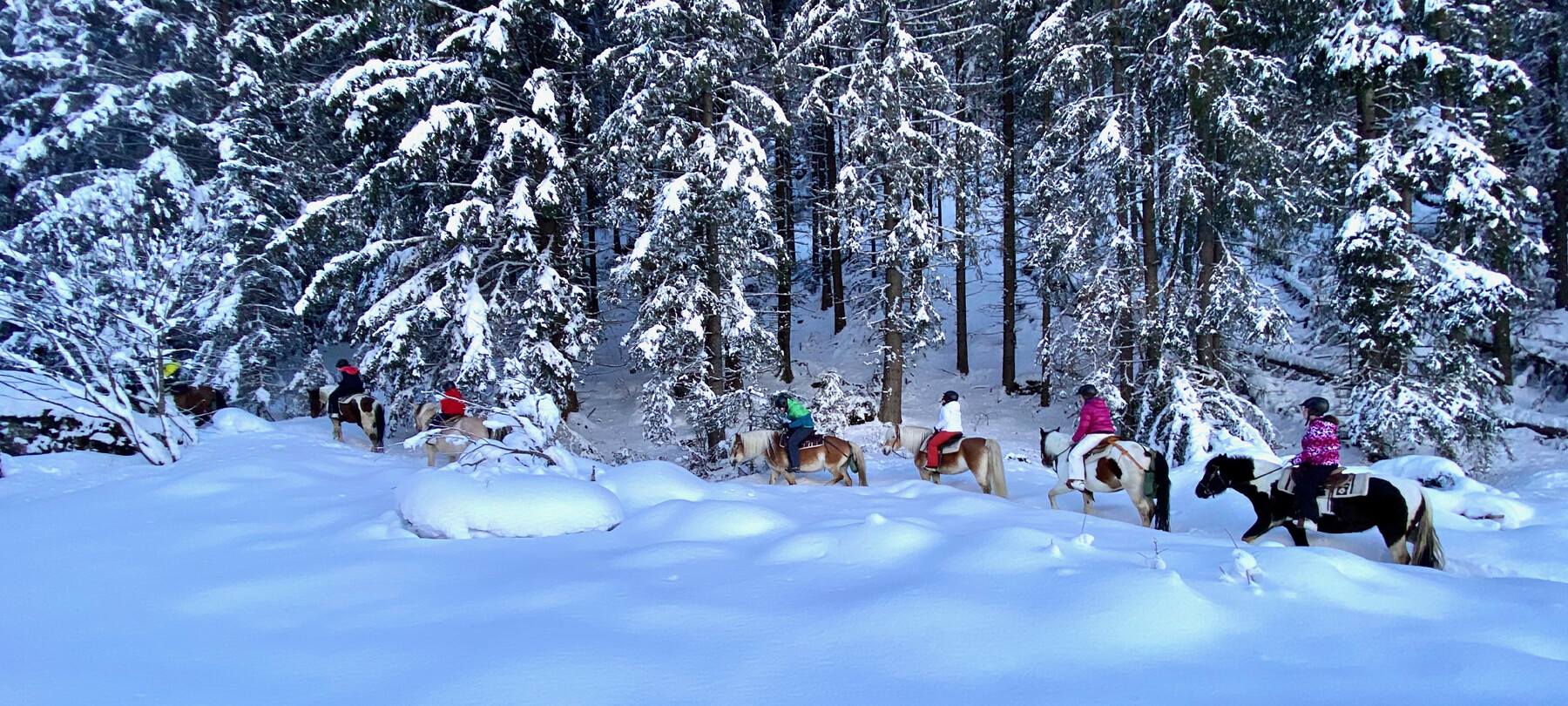 Trekking mit Pferden