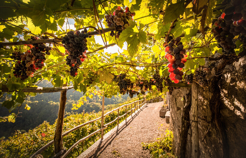 Discover the true taste of Trentino with us. 