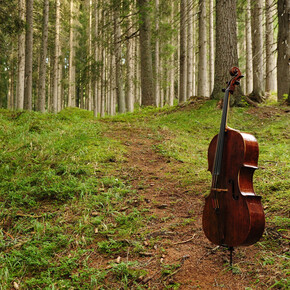 La musica del bosco