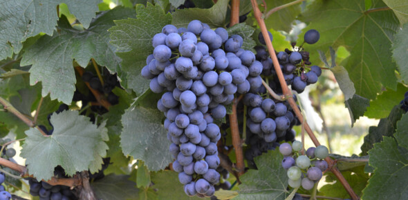 Resistant grapevine varieties in Trentino
