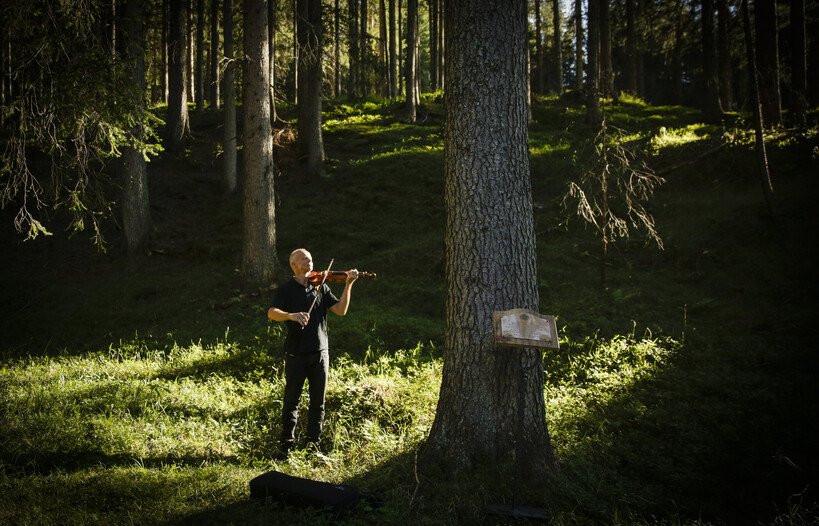 Objevte melodie hrajícího lesa