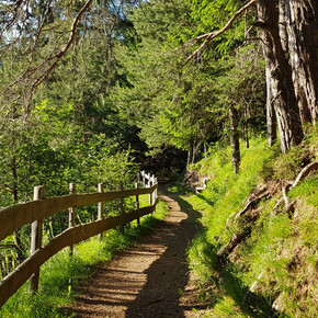 The pine walk | © APT Val di Fiemme
