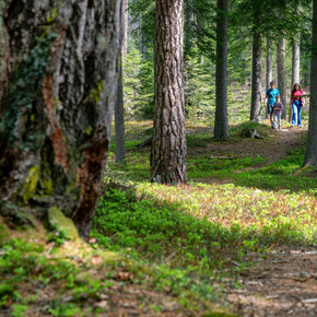 Val di Fiemme | © APT Val di Fiemme