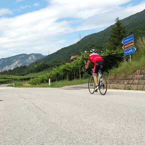 Colline avisiane. Si pedala in direzione San Michele all'Adige | © Consorzio Turistico Piana Rotaliana Königsberg