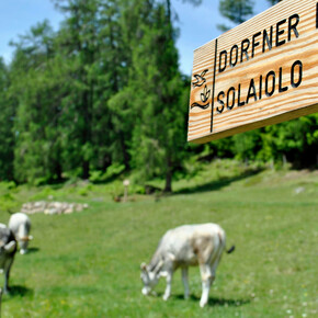 Signs on the way | © APT Val di Fiemme