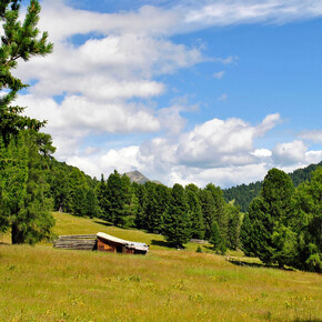 Alp meadows | © APT Val di Fiemme
