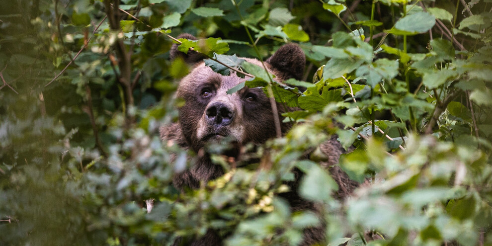 Parco Faunistico | © APT Dolomiti di Brenta e Paganella