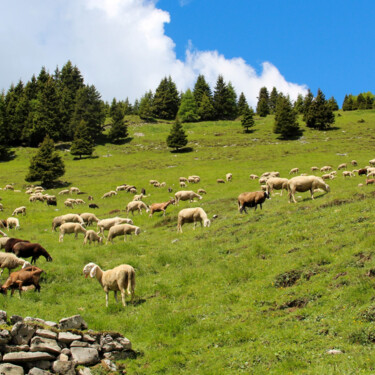 Pecore al pascolo verso Cima Avez | © Garda Trentino 