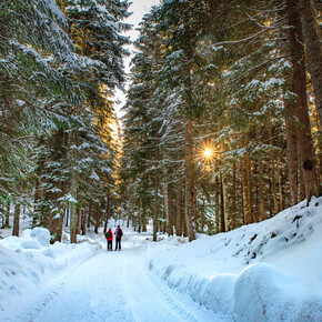 Passeggiata nel bosco | © APT Dolomiti di Brenta e Paganella
