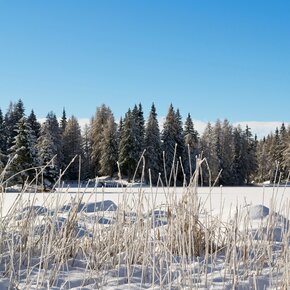 Snowshoe loop hike at Lago di Tret passing through Doss de Solomp | © APT Val di Non 
