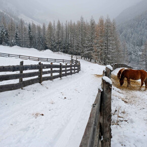 Horses in Stava | © APT Val di Fiemme