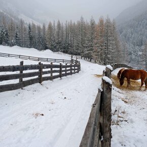 Horses in Stava | © APT Fiemme Cembra