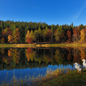 © Consorzio Turistico Rotaliana Königsberg