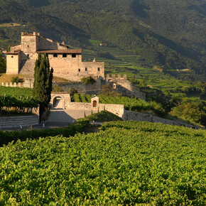 Entlang den Weg von Merlot-Wein | © APT Rovereto Vallagarina Monte Baldo