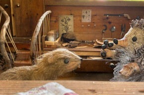 The marmot trail ©Archivio Funivia Ciampac e Contrin S.p.A. | © APT Val di Fassa