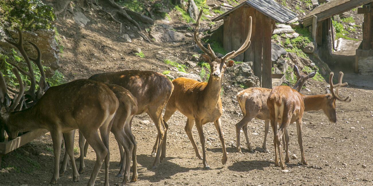 Area Faunistica di Peio #3