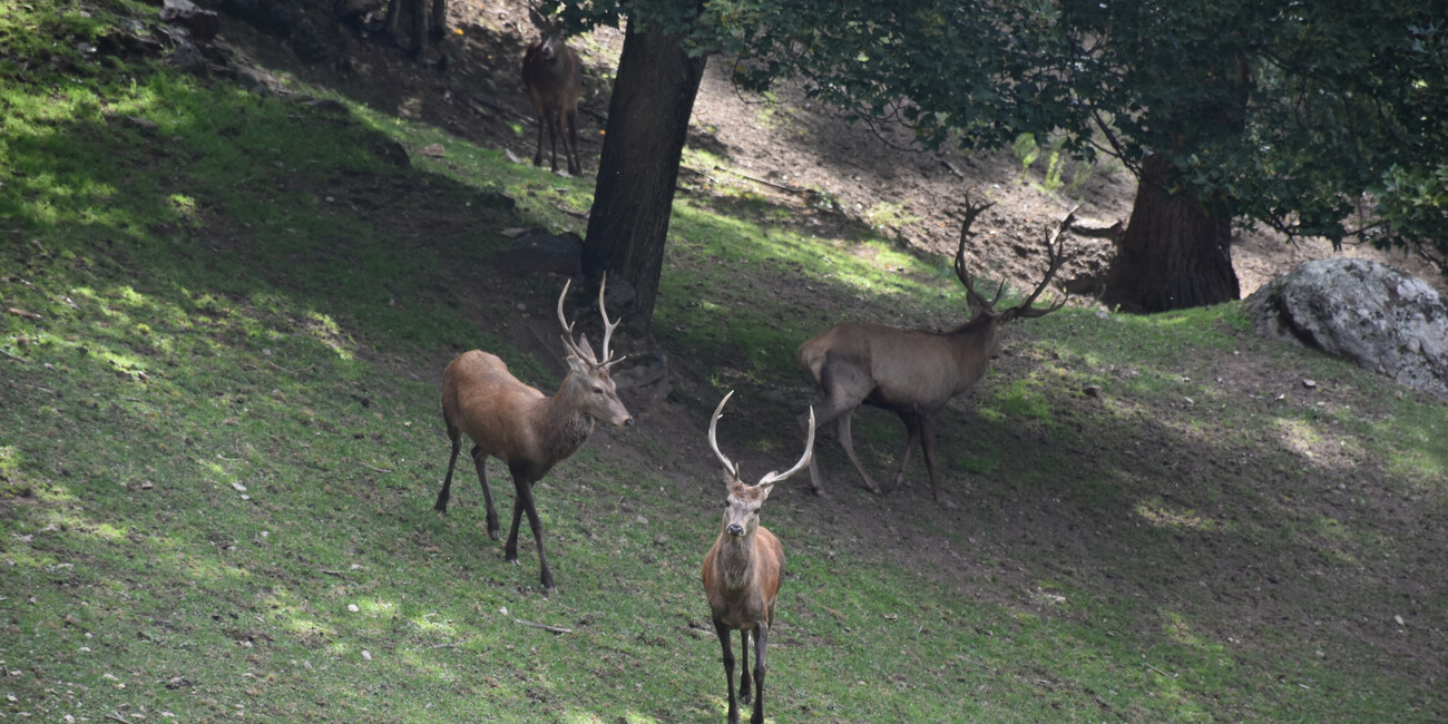 Area Faunistica di Peio #4