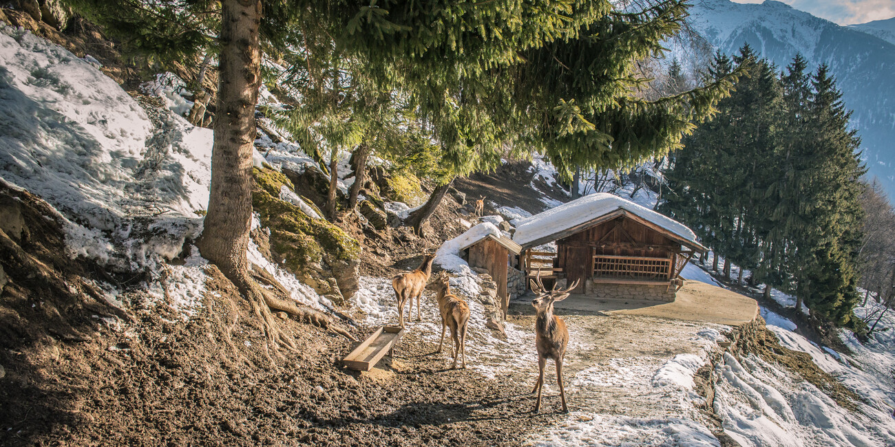 Area Faunistica di Peio #1