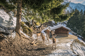 Area Faunistica di Peio