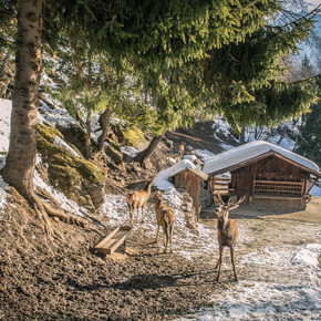 Area Faunistica di Peio