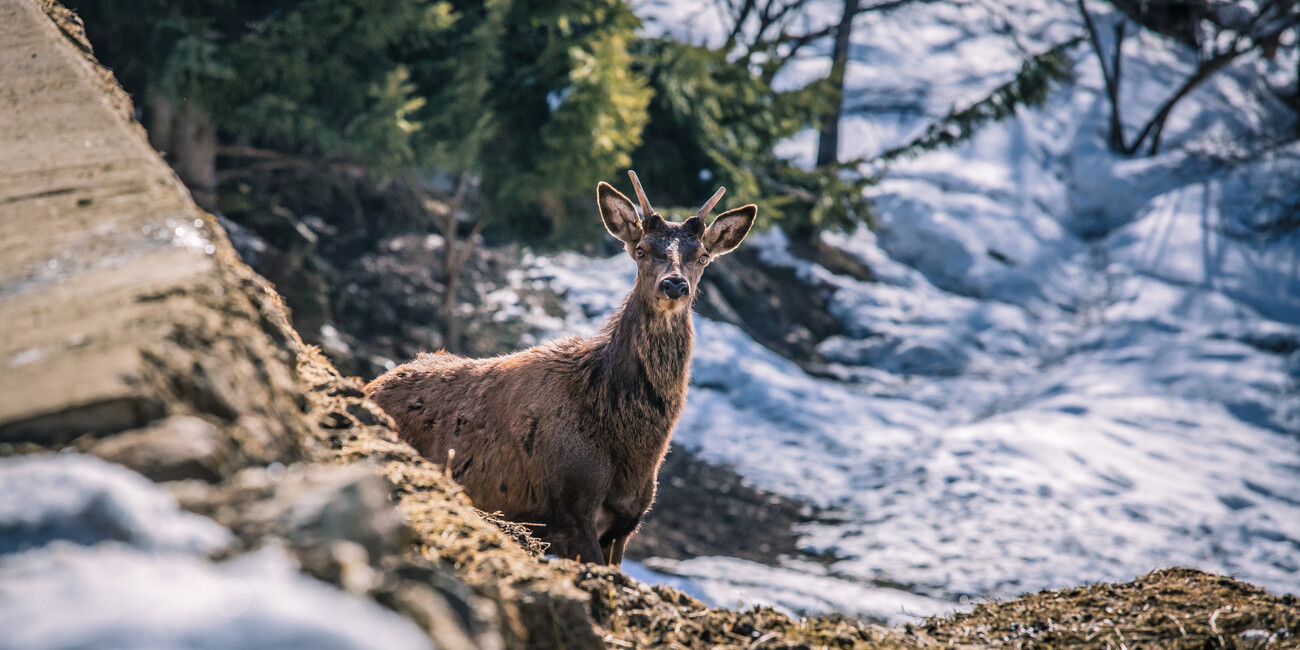 Area Faunistica di Peio #2