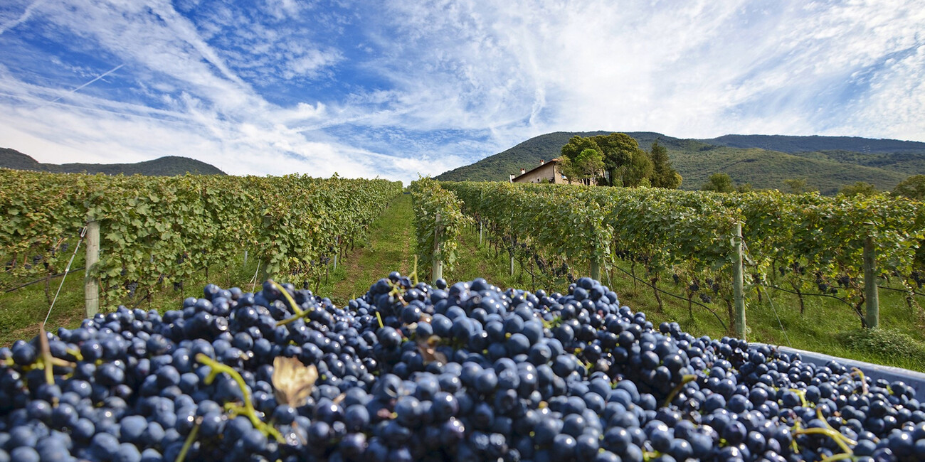 Az. Agr. Bellaveder #3