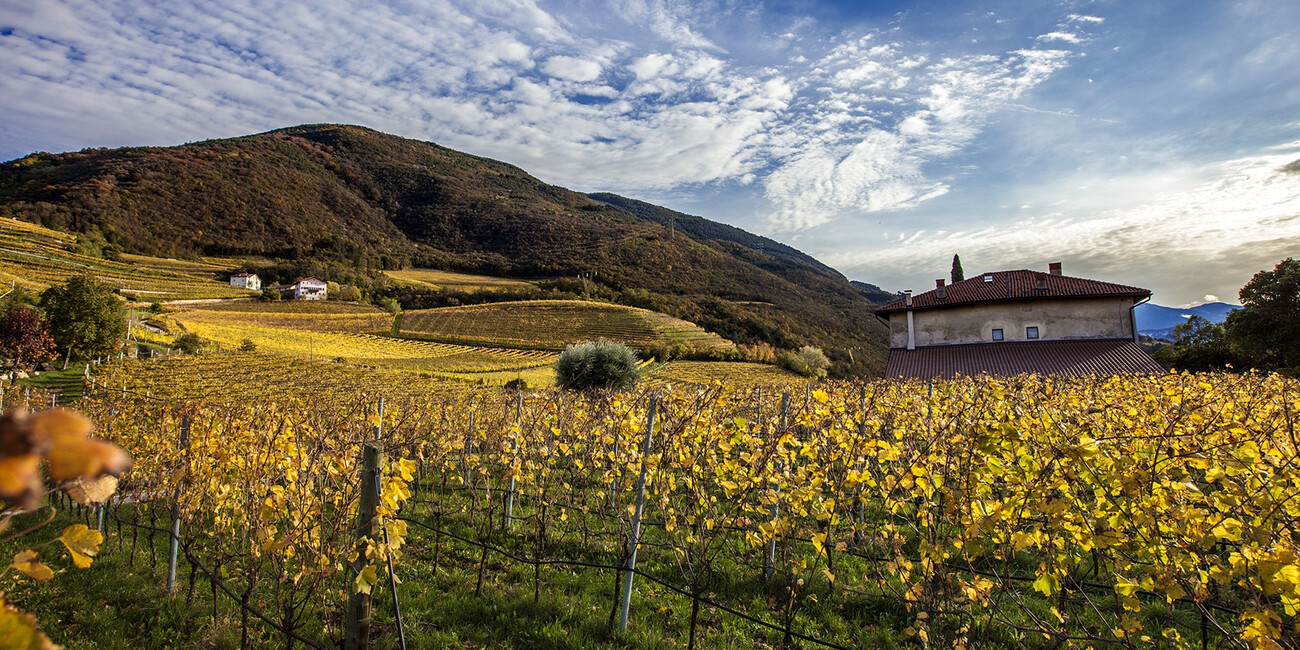 Az. Agr. Bellaveder #4