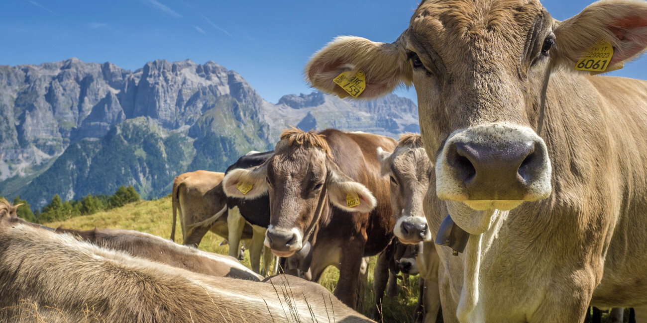 Malga Manzara di Proves #2