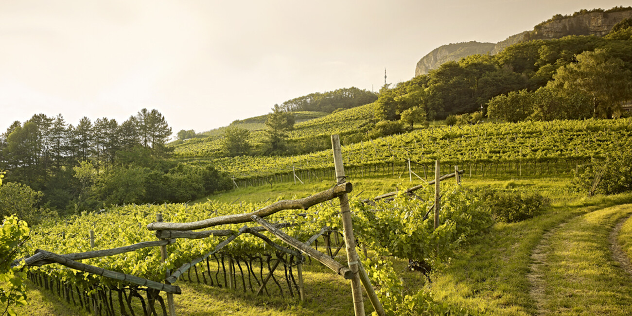 Cantina Sociale di Trento #3