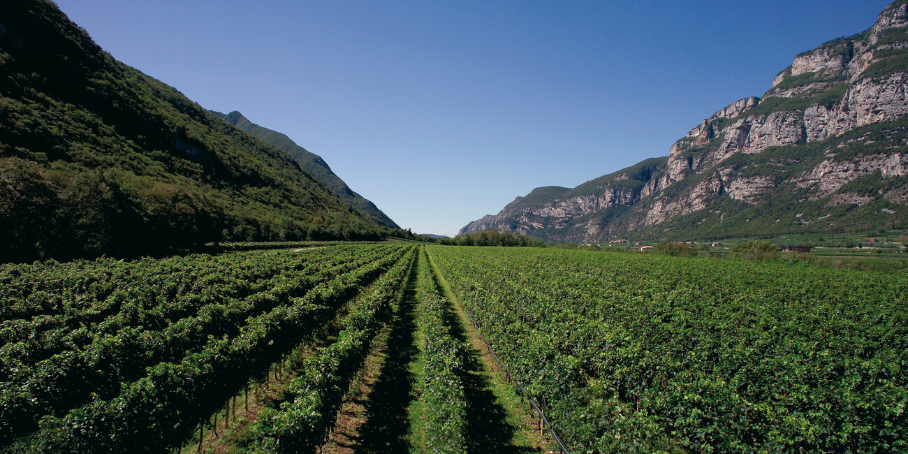 Azienda Agricola Albino Armani dal 1607 #2