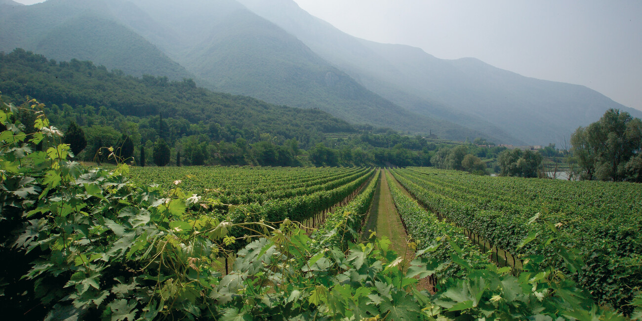 Azienda Agricola Albino Armani dal 1607 #3