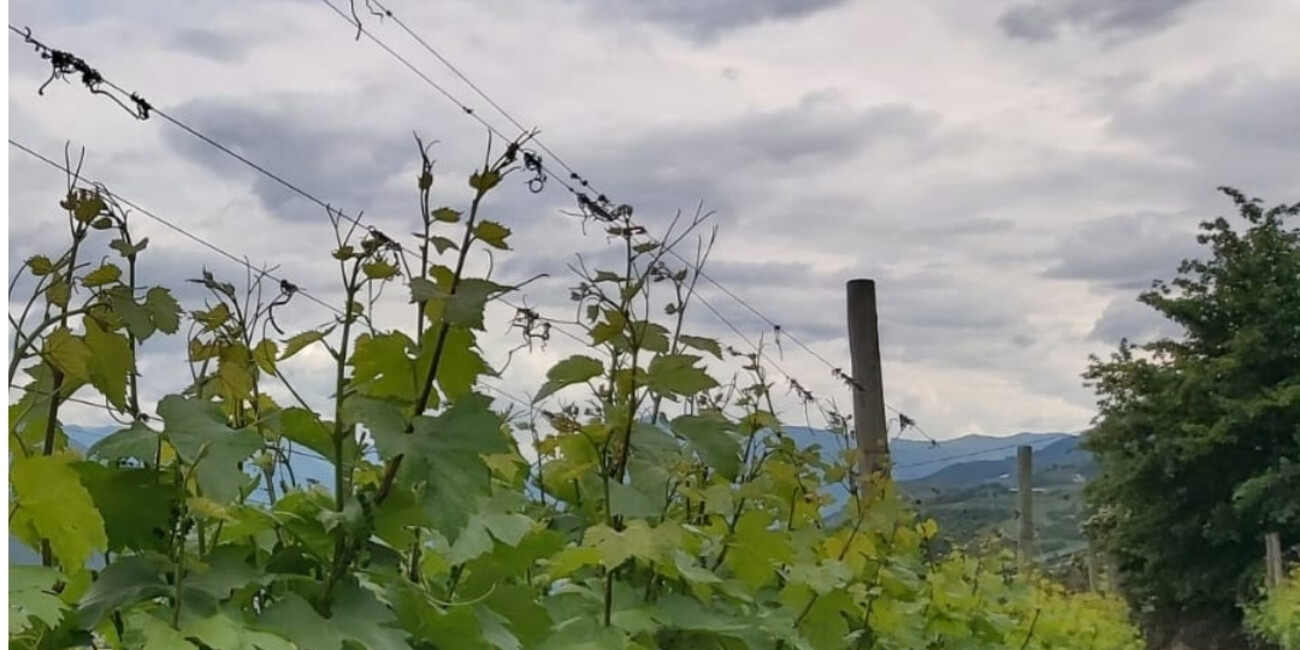 © Pedrotti Spumanti 