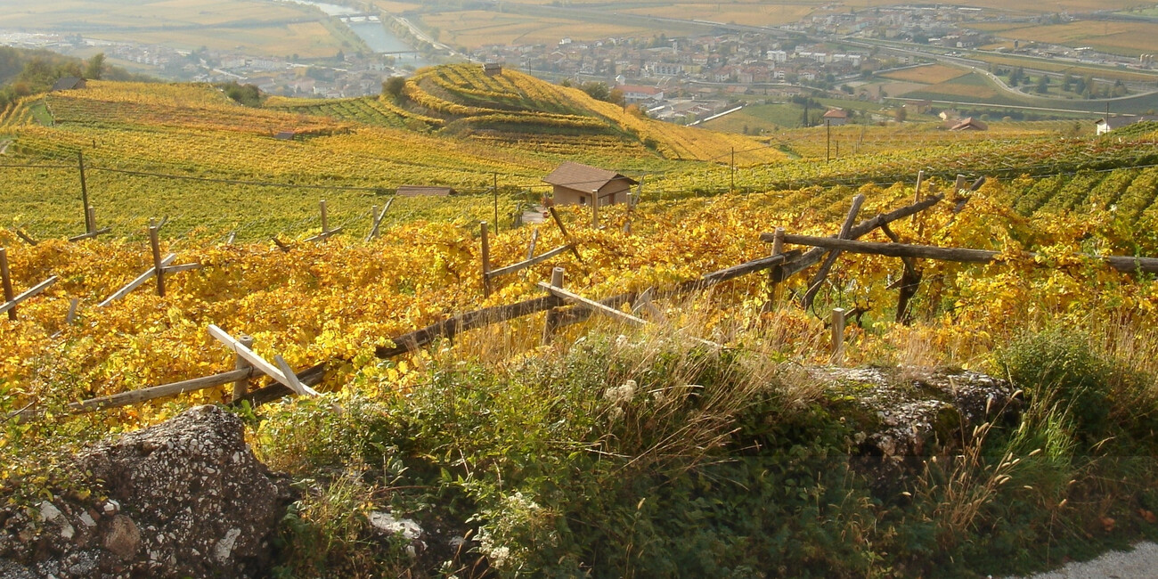 Az. Agr. Sandri Arcangelo #2