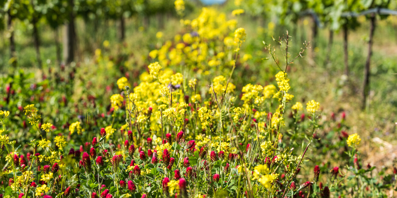 Cantina Toblino S.c.a. #3