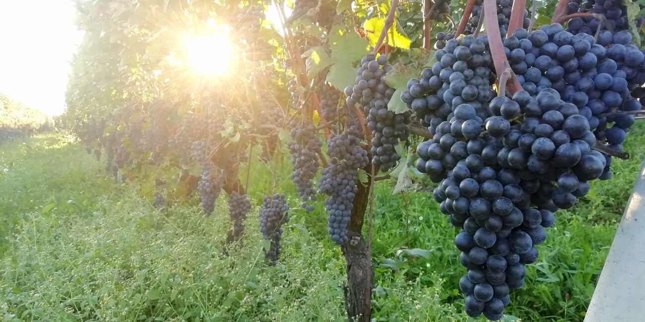 Azienda Vitivinicola Rore #2