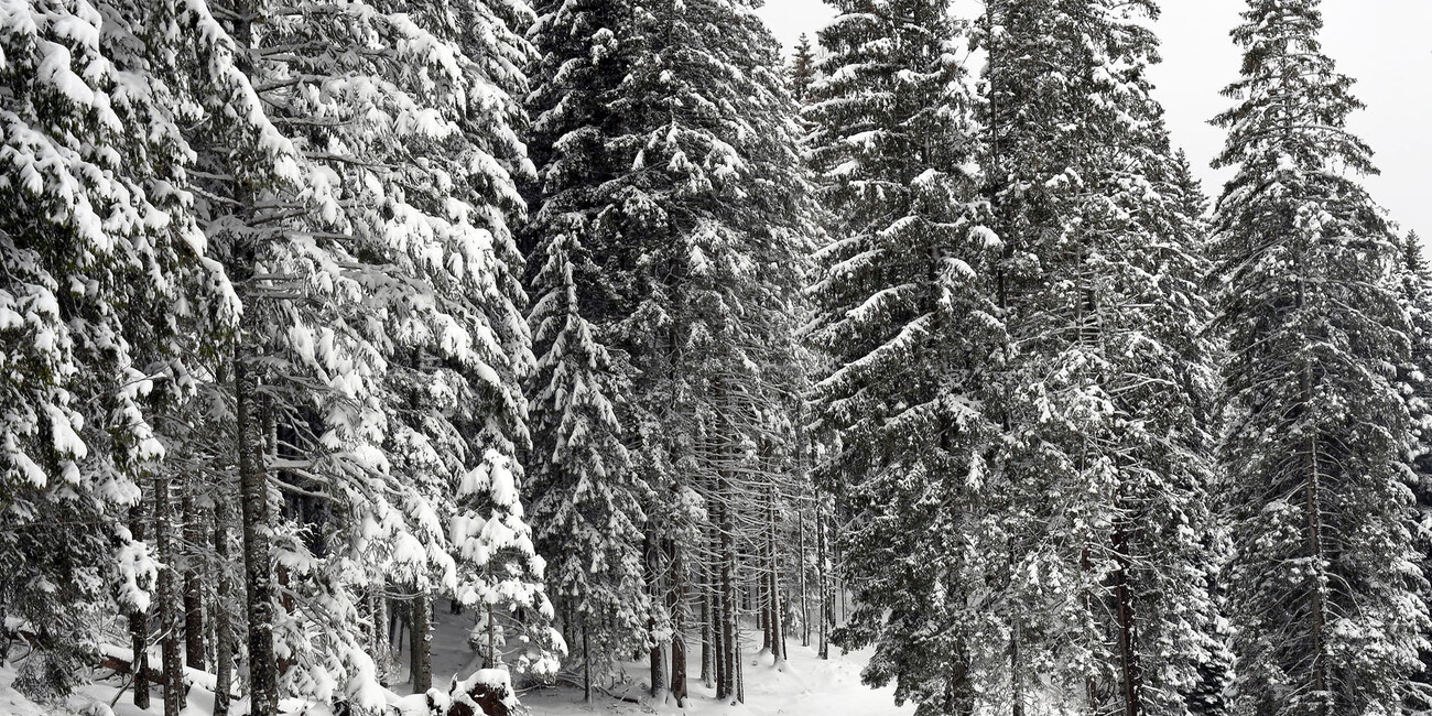 Punto panoramico Dosso di Costalta #5