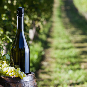 Azienda agricola Bagattini Silvano