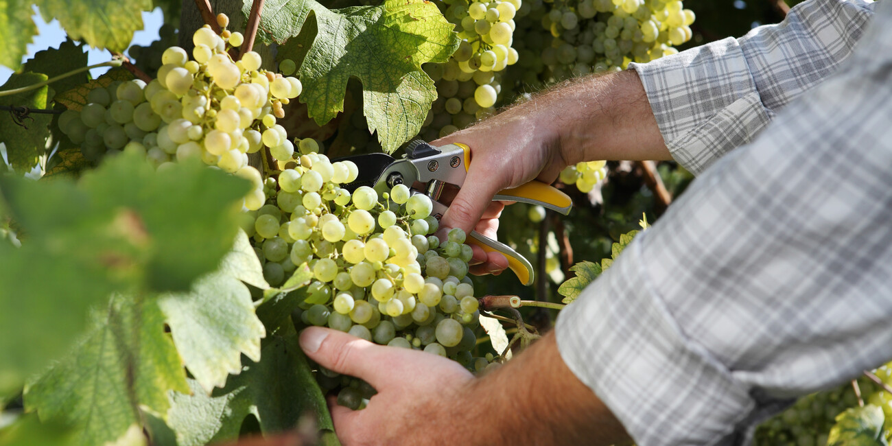 Azienda agricola Bagattini Silvano #2