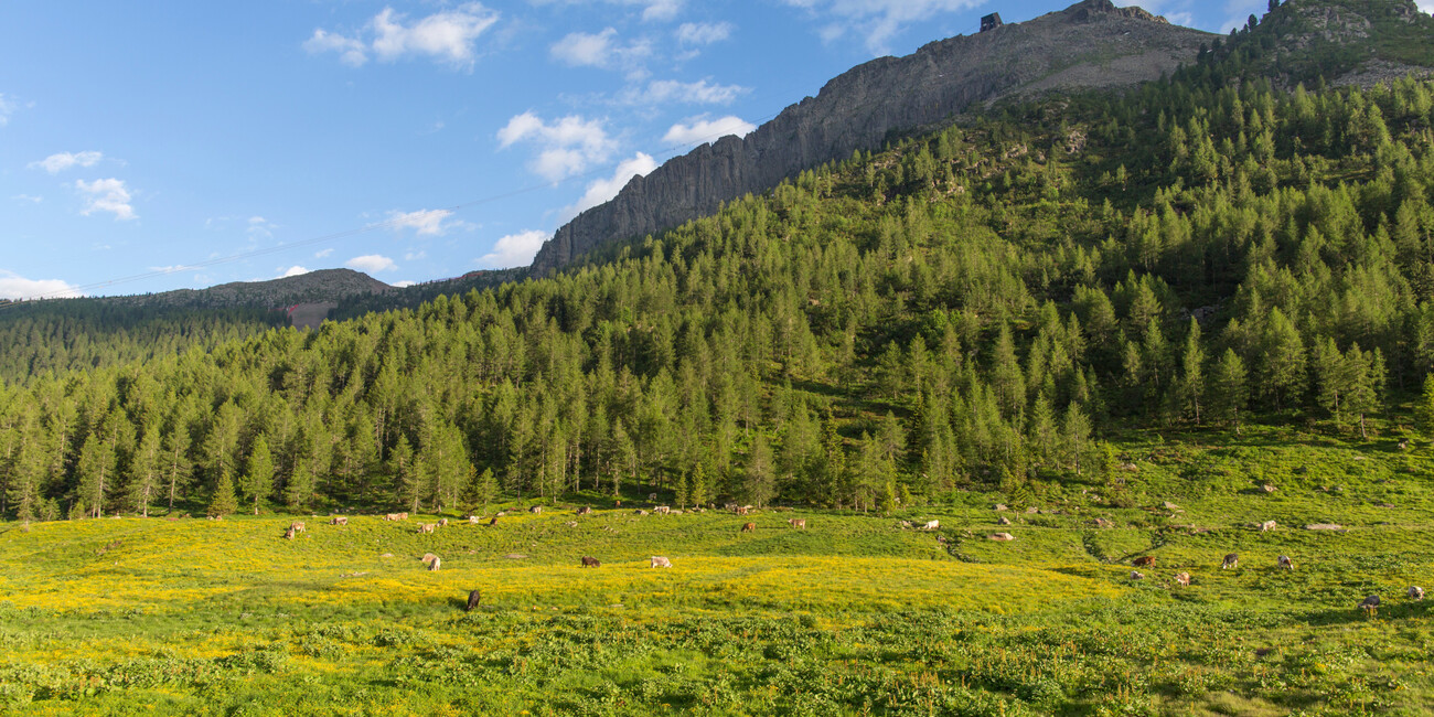 Punto panoramico Col Margherita - Passo San Pellegrino #4
